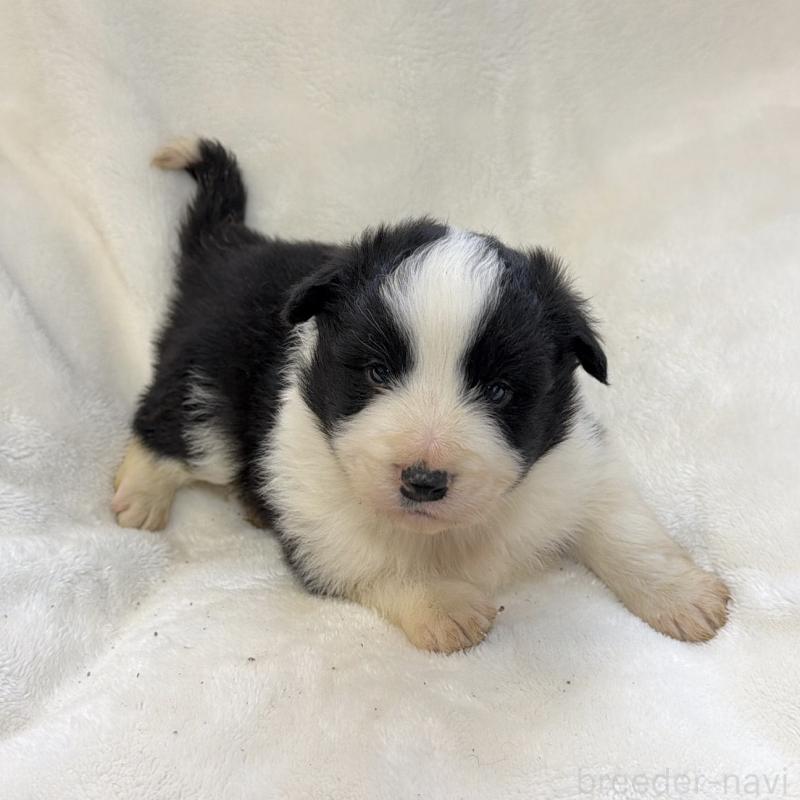 販売中の山口県のボーダーコリー-438747