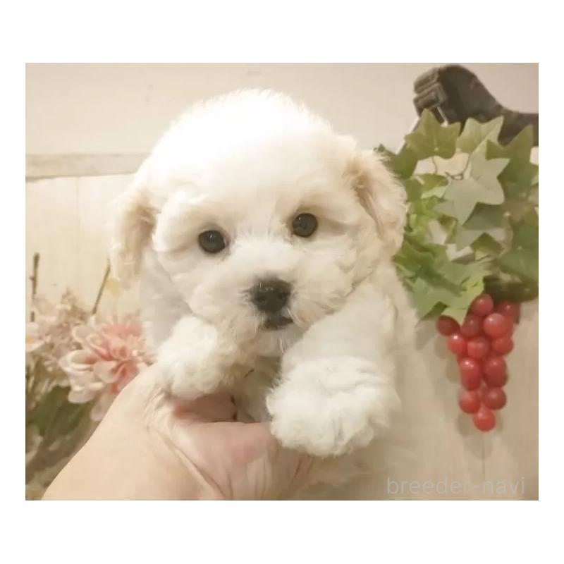 商談中の愛知県のビションフリーゼ-422473の8枚目