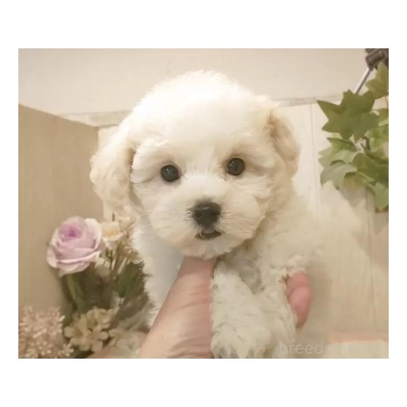 商談中の愛知県のビションフリーゼ-422473の7枚目