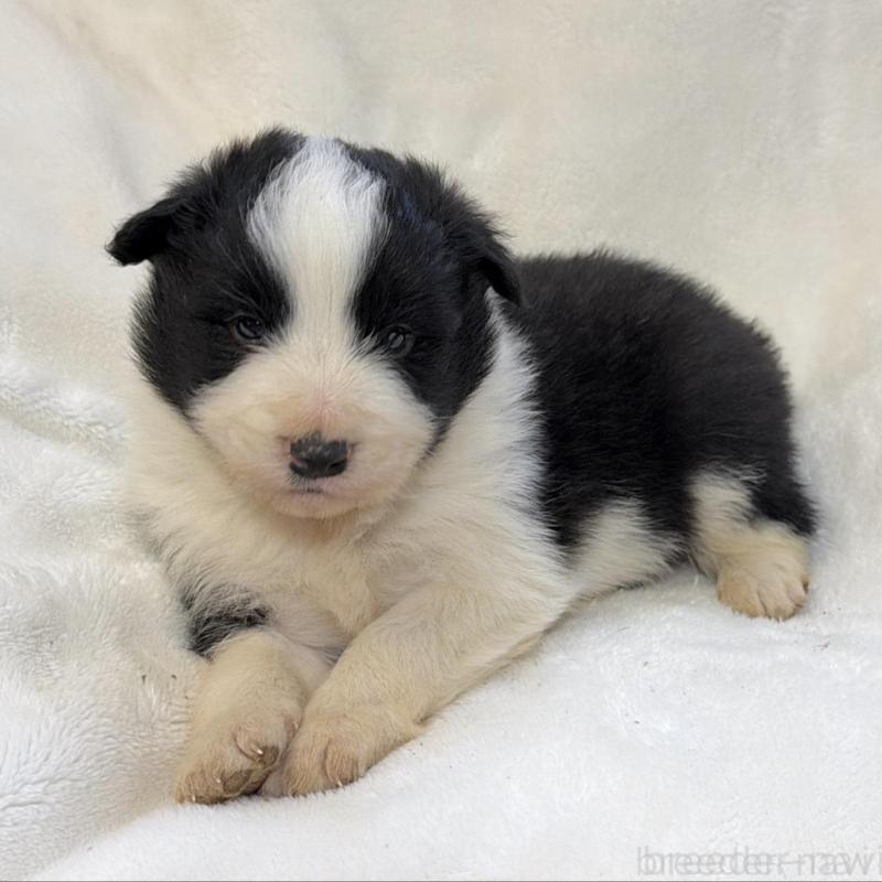 販売中の山口県のボーダーコリー-438747の4枚目