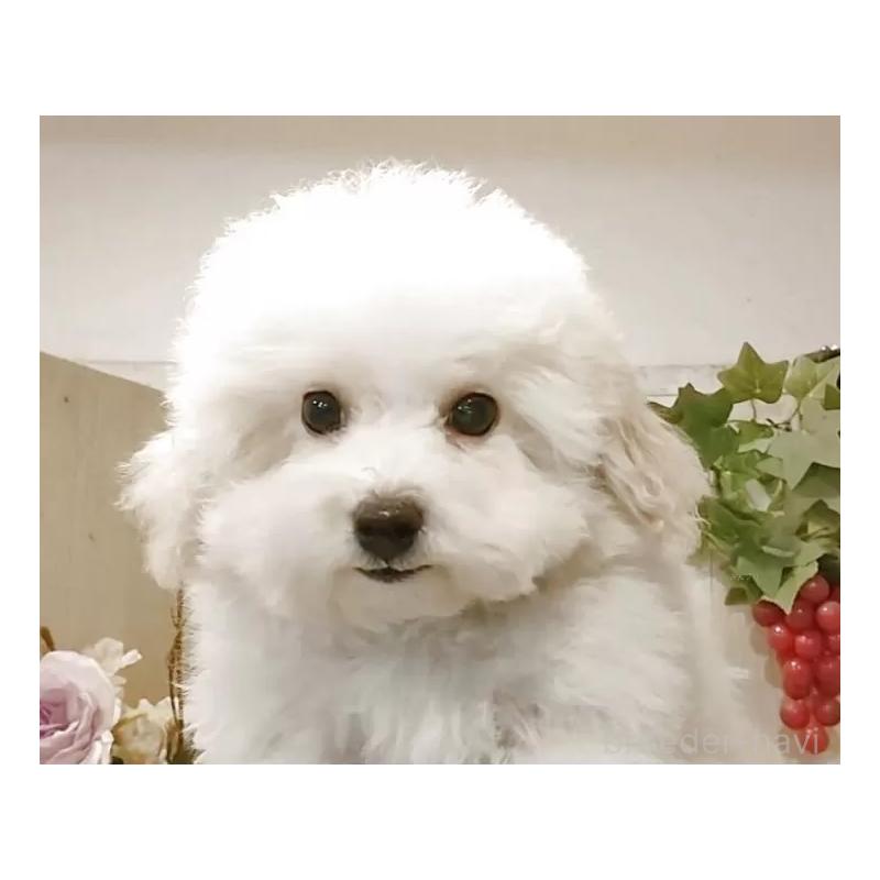 商談中の愛知県のビションフリーゼ-422473の6枚目