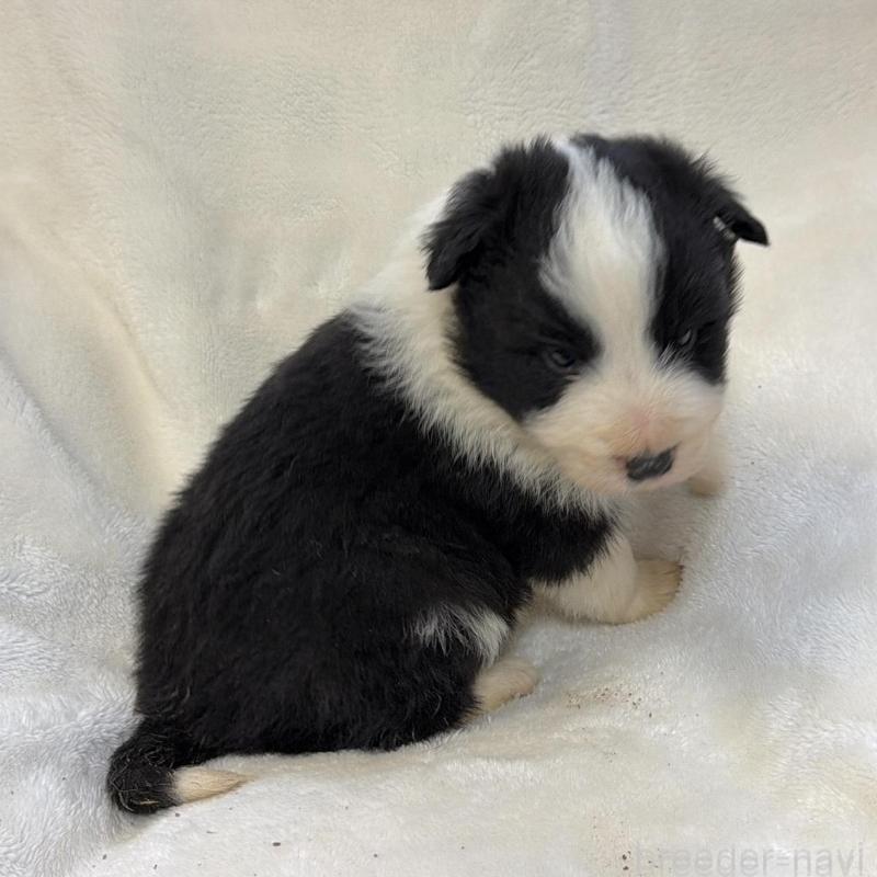 販売中の山口県のボーダーコリー-438747の3枚目