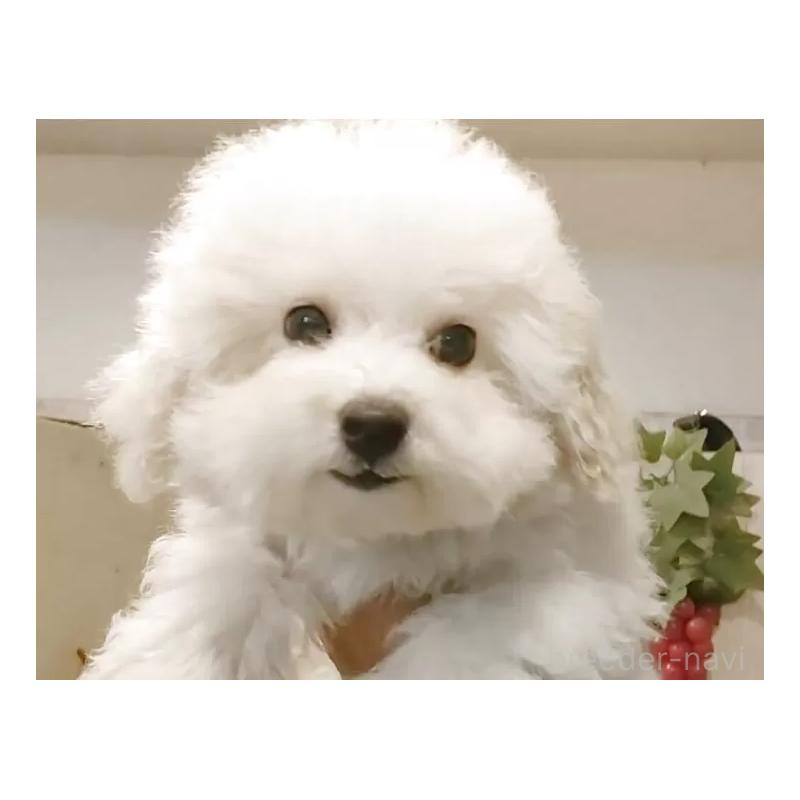 商談中の愛知県のビションフリーゼ-422473の4枚目