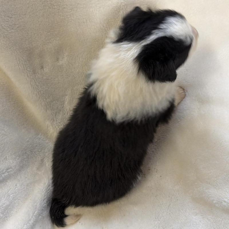 販売中の山口県のボーダーコリー-438747の2枚目