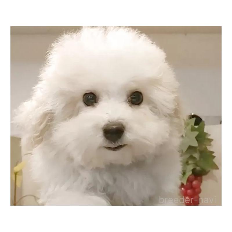 商談中の愛知県のビションフリーゼ-422473の3枚目