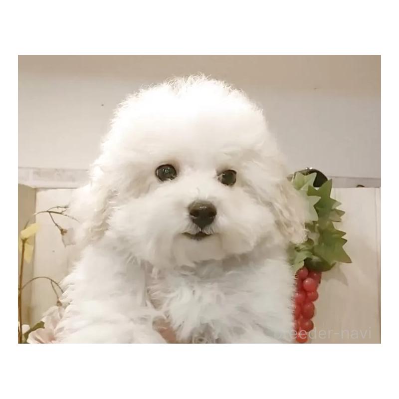 商談中の愛知県のビションフリーゼ-422473の2枚目