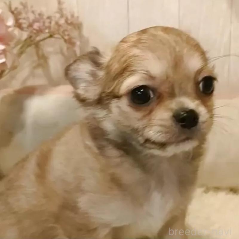 販売中の愛知県のチワワ(ロングコート)-434125