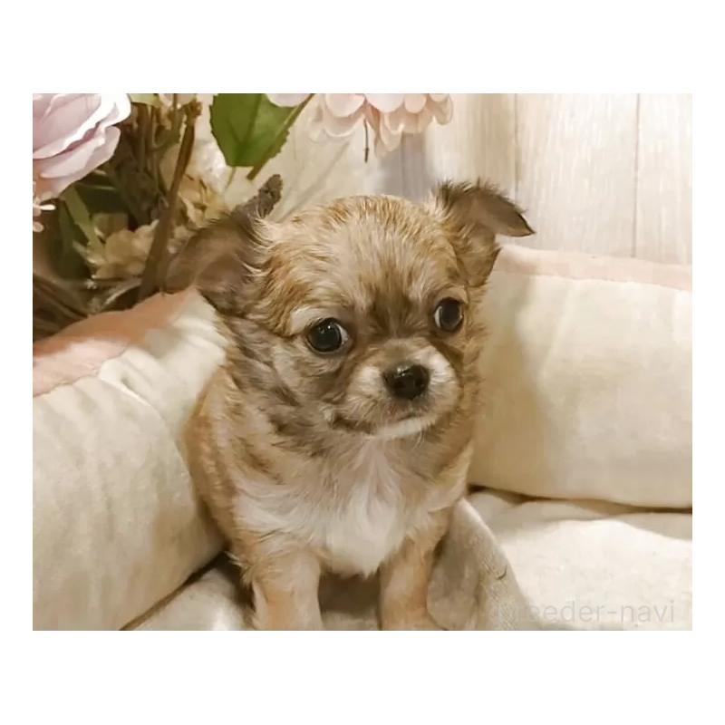 成約済の愛知県のチワワ(ロングコート)-434125の12枚目