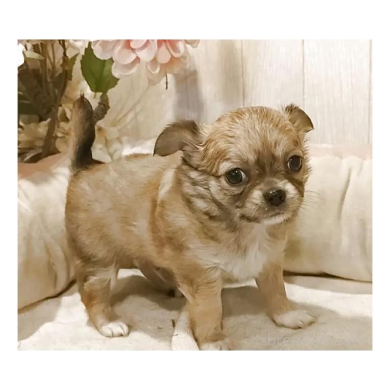 成約済の愛知県のチワワ(ロングコート)-434125の11枚目