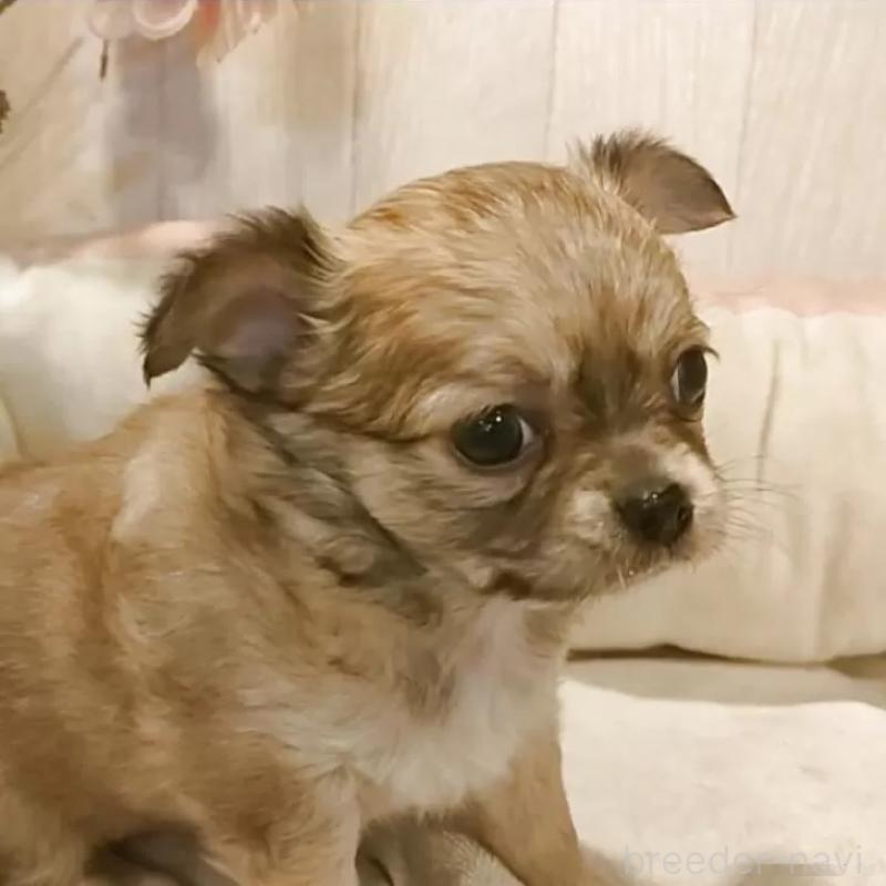 成約済の愛知県のチワワ(ロングコート)-434125の10枚目