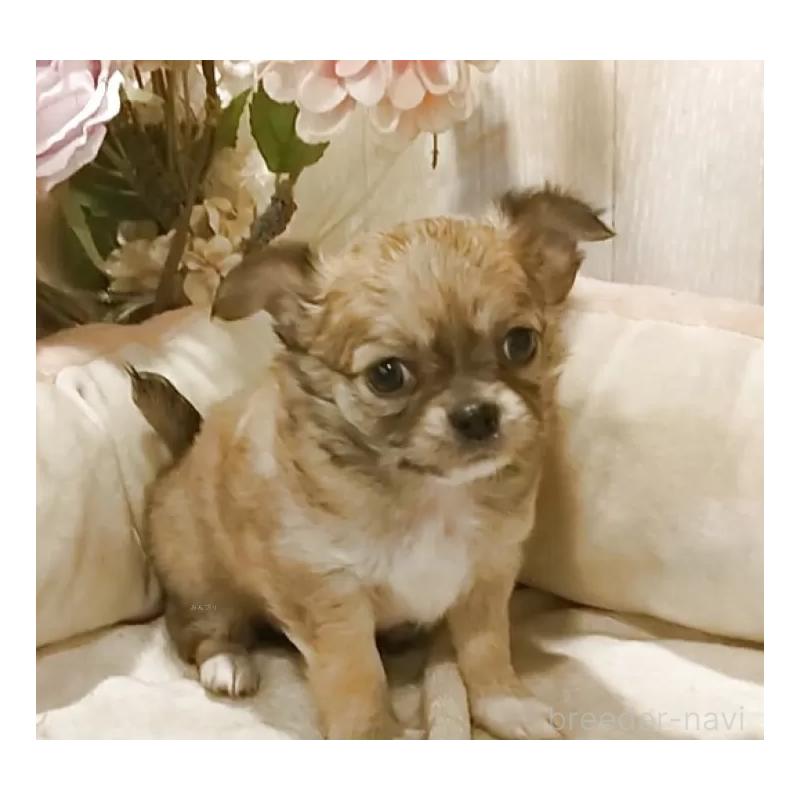 成約済の愛知県のチワワ(ロングコート)-434125の9枚目