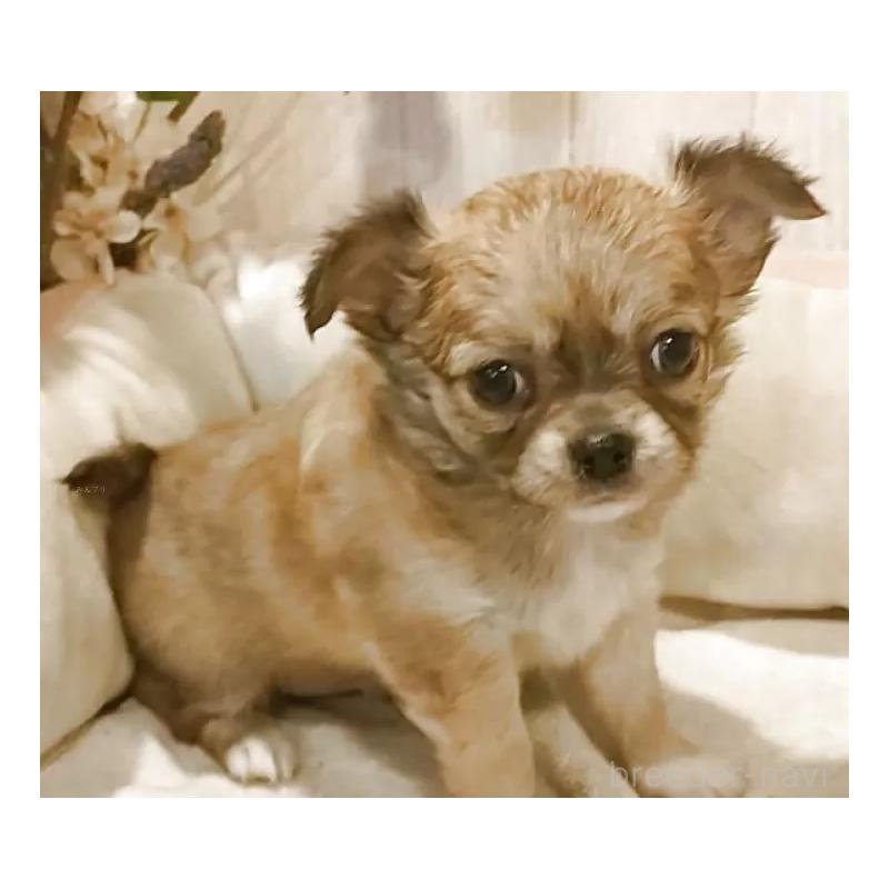 成約済の愛知県のチワワ(ロングコート)-434125の8枚目