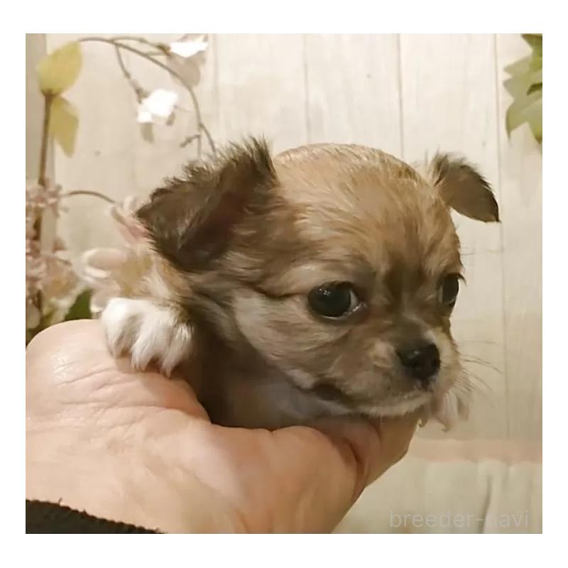 成約済の愛知県のチワワ(ロングコート)-434125の7枚目