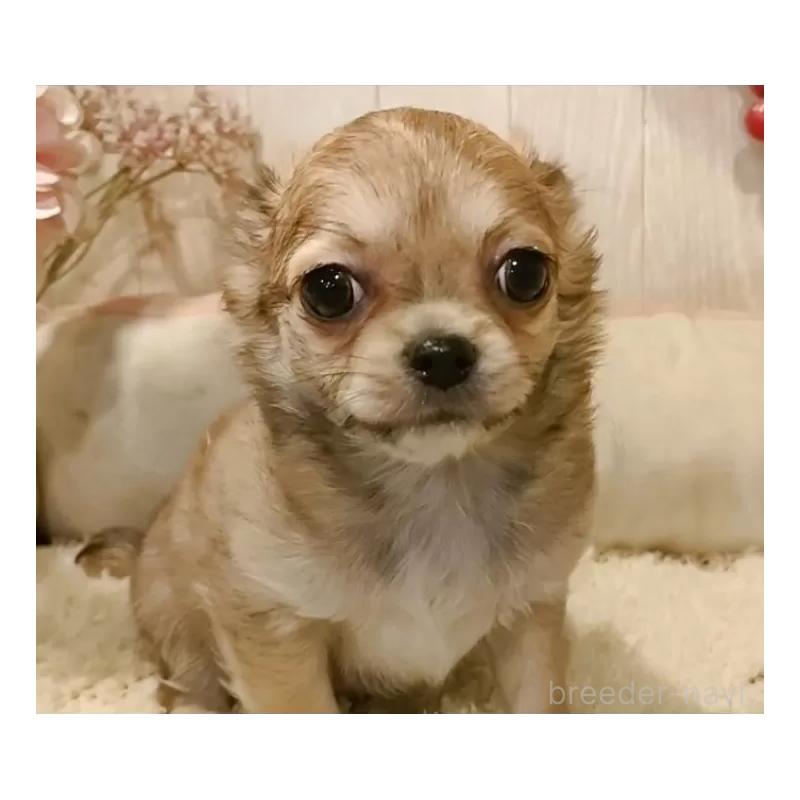 成約済の愛知県のチワワ(ロングコート)-434125の6枚目