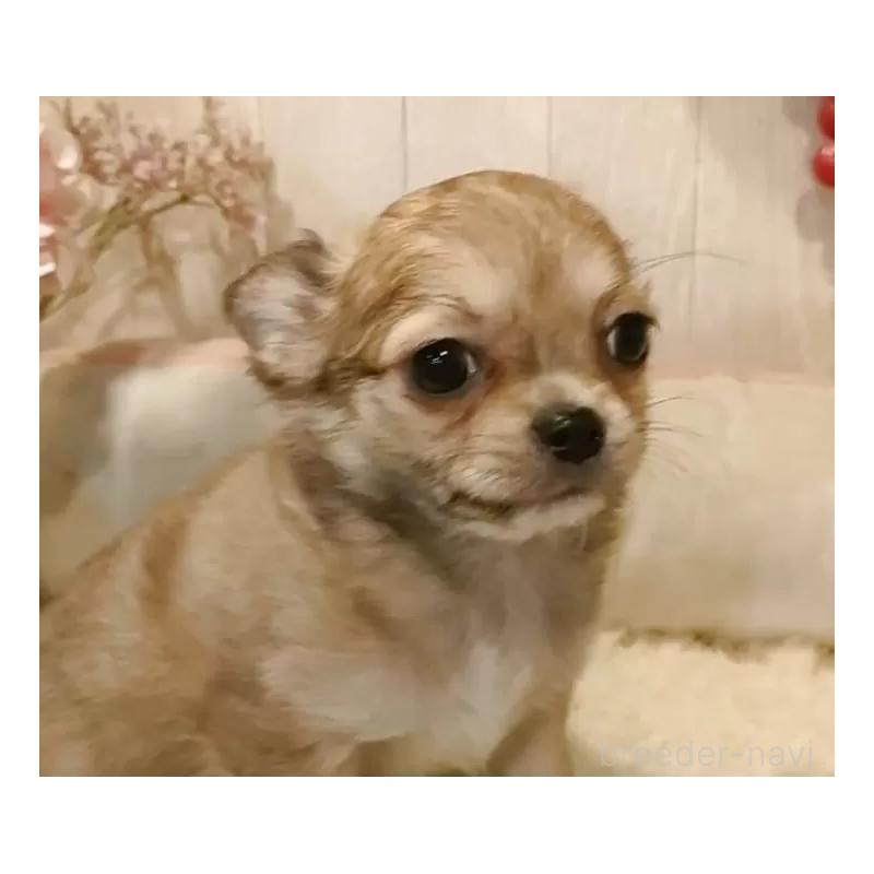 成約済の愛知県のチワワ(ロングコート)-434125の4枚目