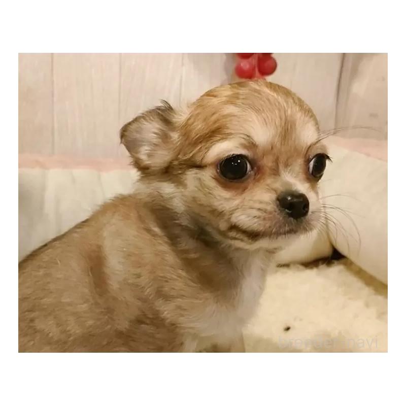 成約済の愛知県のチワワ(ロングコート)-434125の3枚目