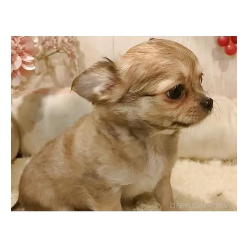 成約済の愛知県のチワワ(ロングコート)-434125の2枚目