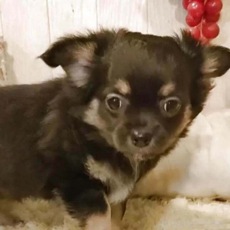 販売中の愛知県のチワワ(ロングコート)-434126の9枚目