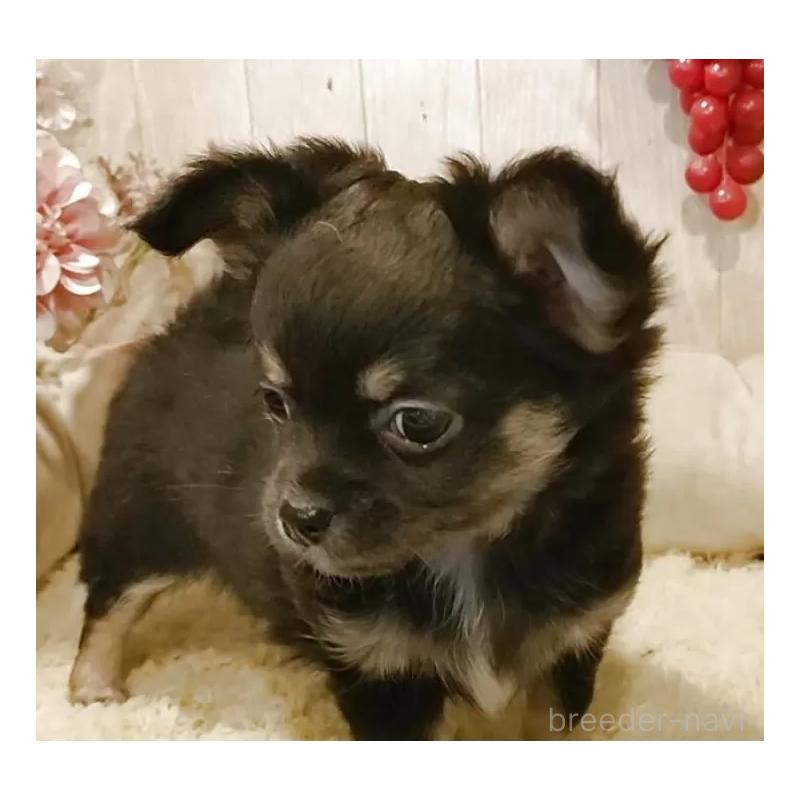 販売中の愛知県のチワワ(ロングコート)-434126の8枚目