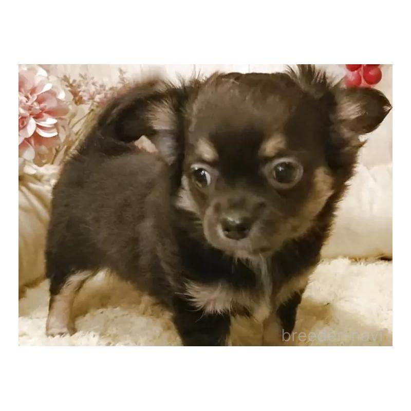 販売中の愛知県のチワワ(ロングコート)-434126の6枚目