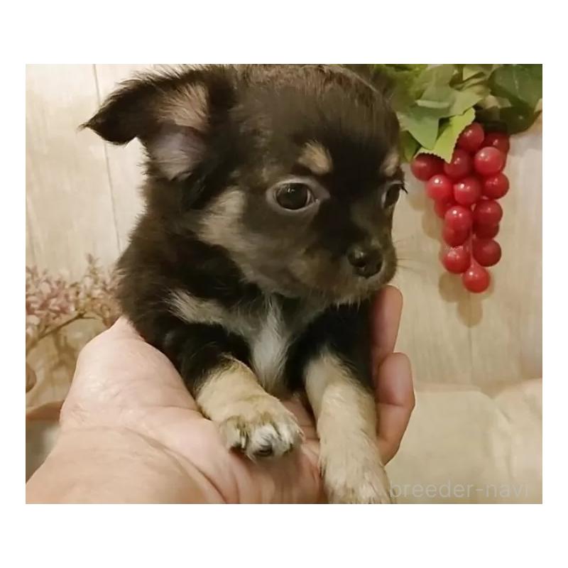 販売中の愛知県のチワワ(ロングコート)-434126の5枚目