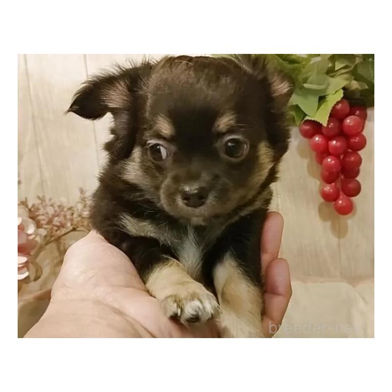 販売中の愛知県のチワワ(ロングコート)-434126の4枚目