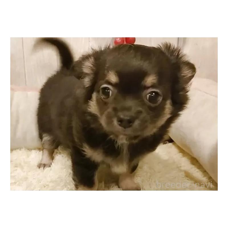 販売中の愛知県のチワワ(ロングコート)-434126の2枚目