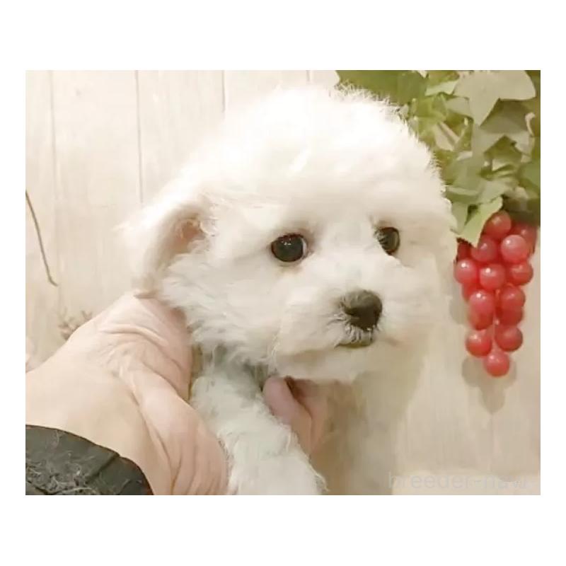 販売中の愛知県のビションフリーゼ-434228の7枚目