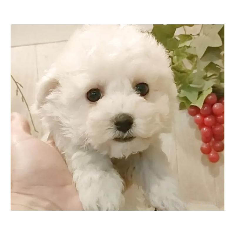 販売中の愛知県のビションフリーゼ-434228の6枚目