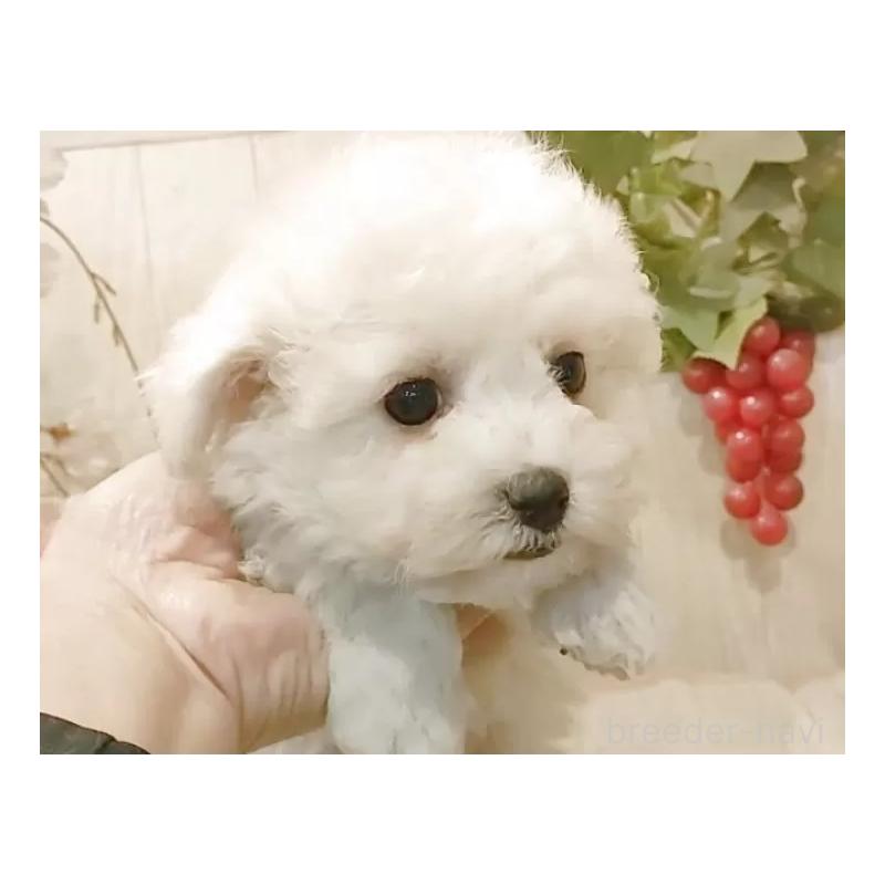 販売中の愛知県のビションフリーゼ-434228の5枚目