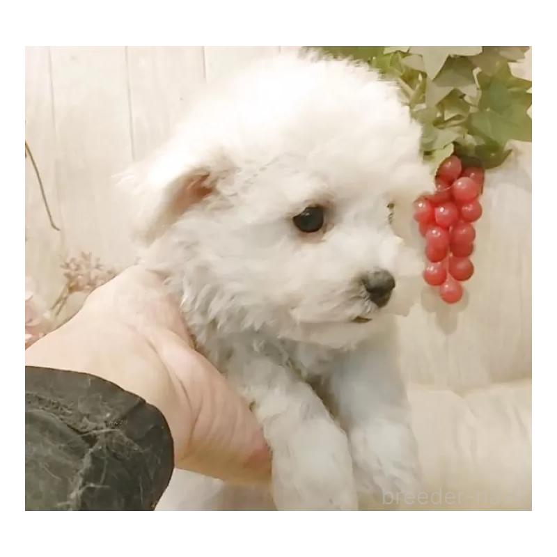 販売中の愛知県のビションフリーゼ-434228の4枚目