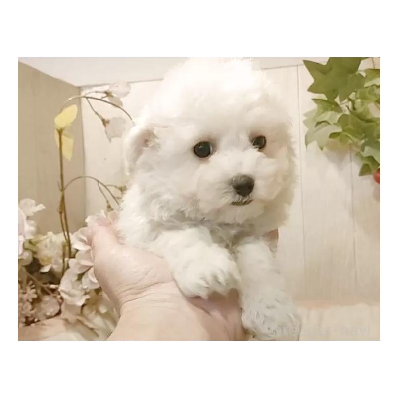 販売中の愛知県のビションフリーゼ-434228の2枚目