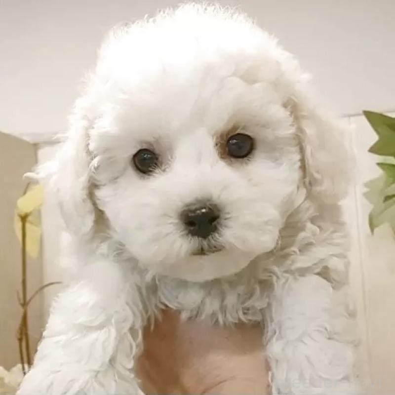 販売中の愛知県のビションフリーゼ-434230