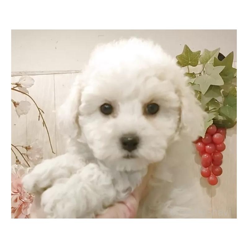 販売中の愛知県のビションフリーゼ-434230の4枚目