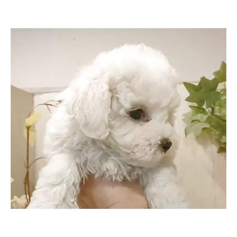 販売中の愛知県のビションフリーゼ-434230の3枚目