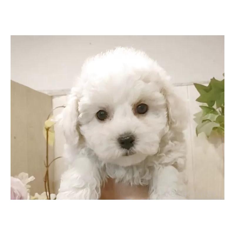 販売中の愛知県のビションフリーゼ-434230の2枚目