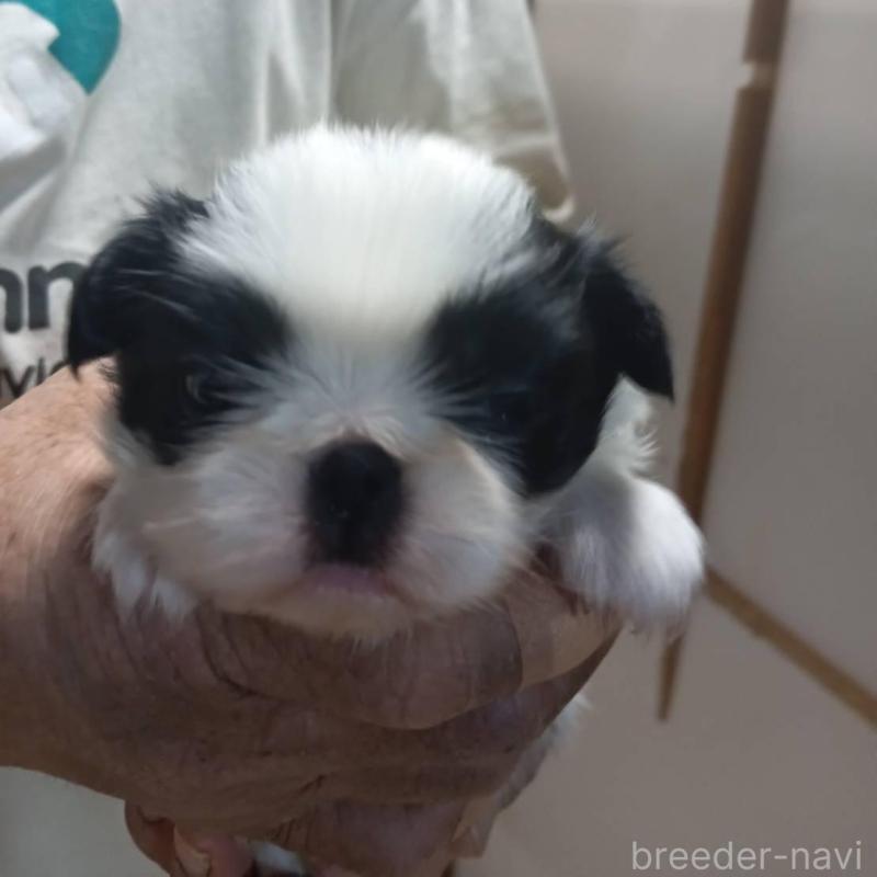 販売中の岡山県の狆 (チン)-438752