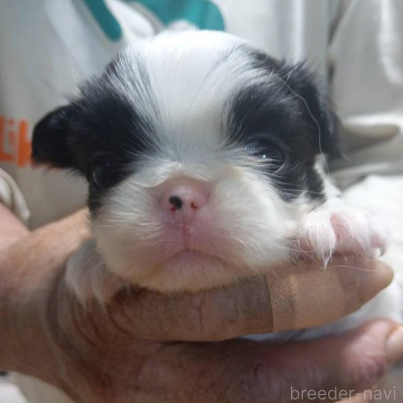 販売中の岡山県の狆 (チン)-438754の1枚目