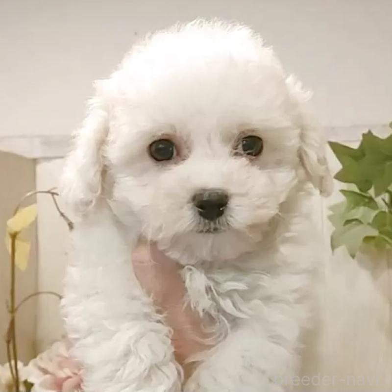 販売中の愛知県のビションフリーゼ-434328