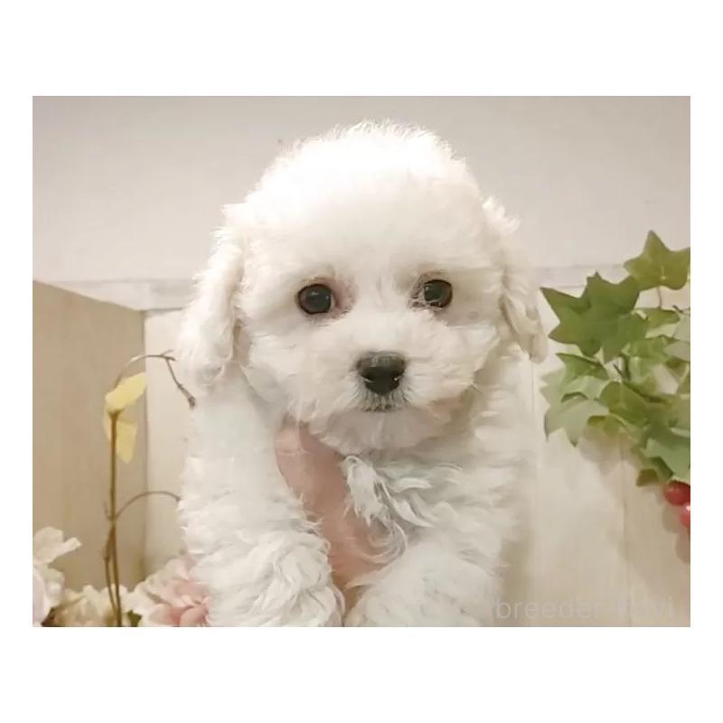 販売中の愛知県のビションフリーゼ-434328の6枚目