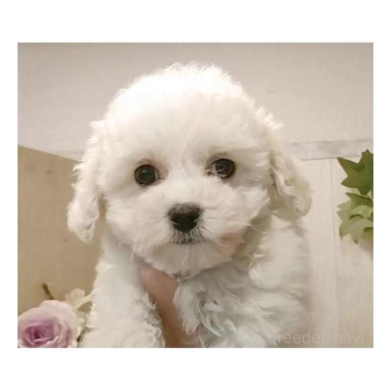 販売中の愛知県のビションフリーゼ-434328の5枚目