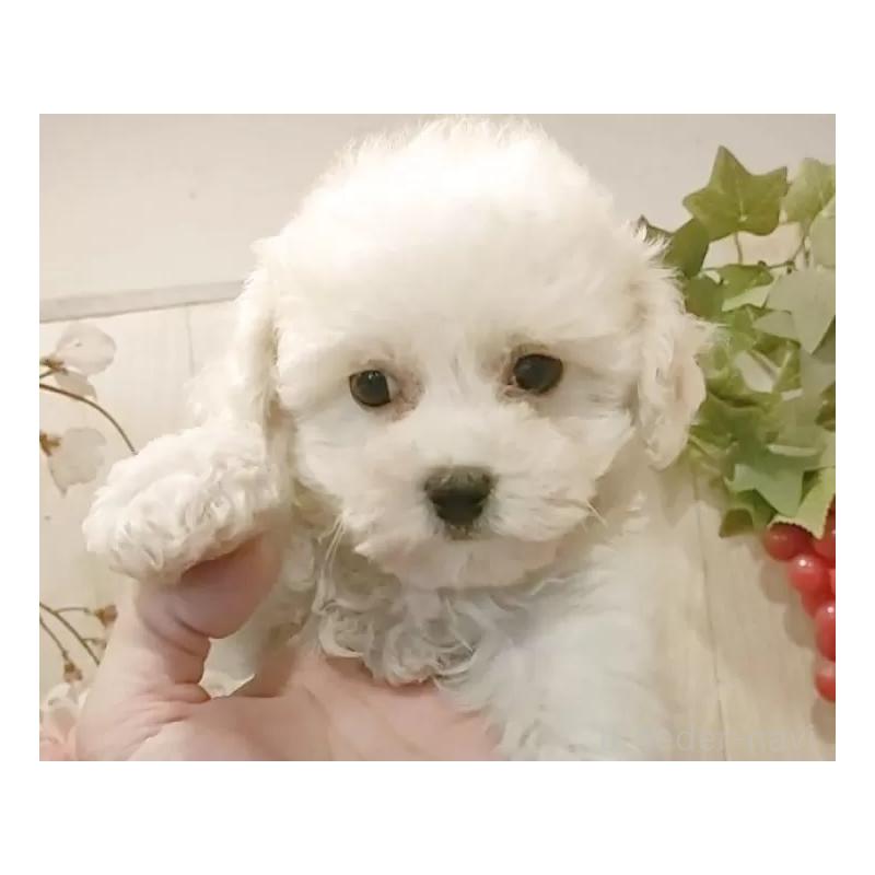 販売中の愛知県のビションフリーゼ-434328の4枚目