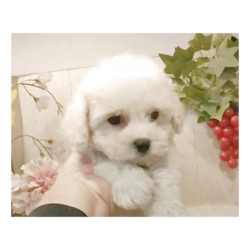 販売中の愛知県のビションフリーゼ-434328の3枚目