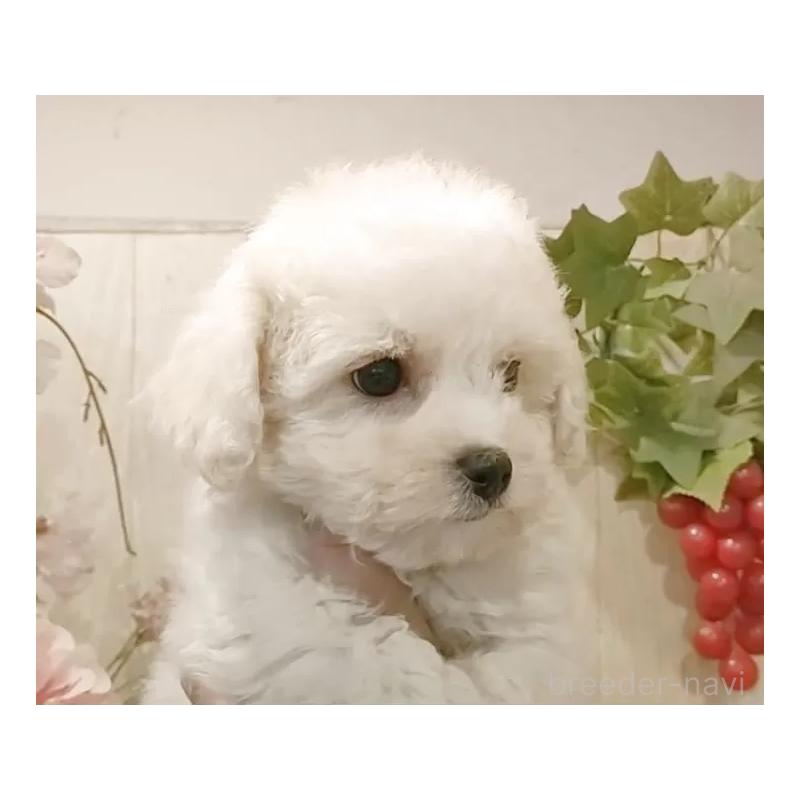 販売中の愛知県のビションフリーゼ-434328の2枚目