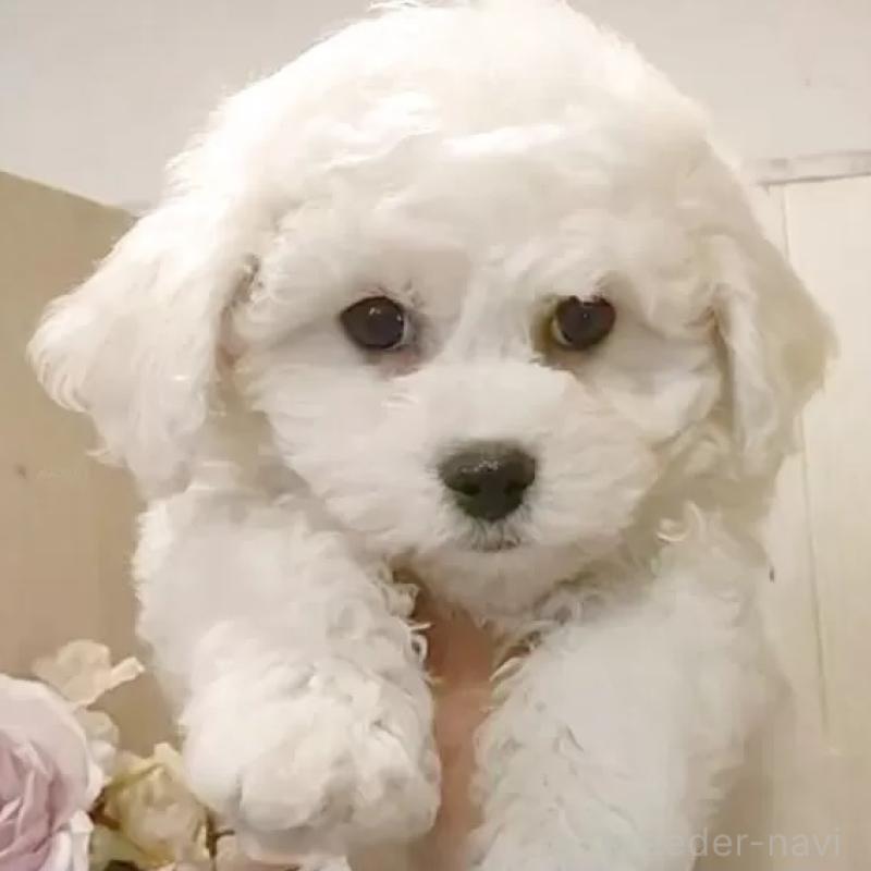 販売中の愛知県のビションフリーゼ-434329