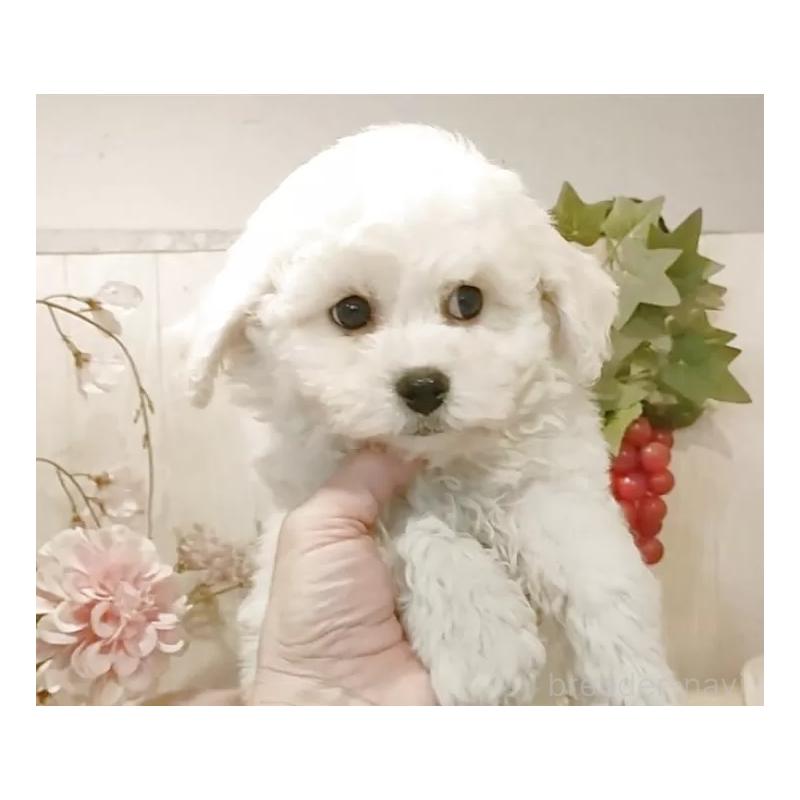 販売中の愛知県のビションフリーゼ-434329の5枚目