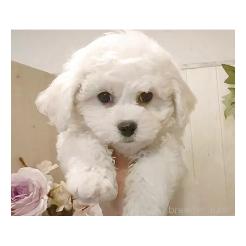 販売中の愛知県のビションフリーゼ-434329の4枚目