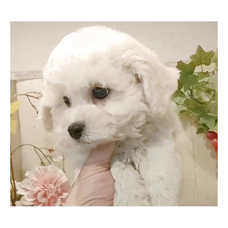 販売中の愛知県のビションフリーゼ-434329の3枚目