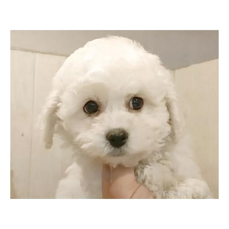 販売中の愛知県のビションフリーゼ-434329の2枚目