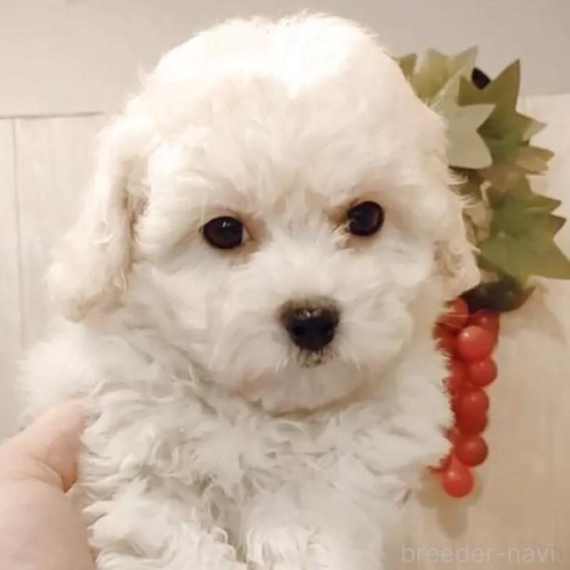 販売中の愛知県のビションフリーゼ-434333の6枚目